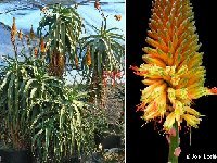 Aloe mutabilis JLcoll.365